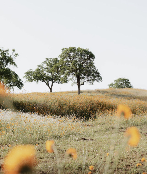 Golden Savannah Landscape Photography