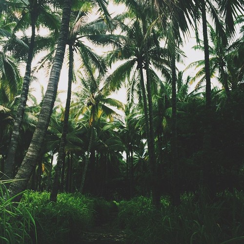 Lush Tropical Foliage Landscape Photography
