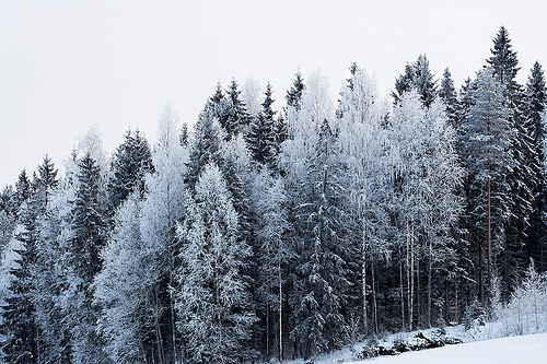 Evergreen Forest Winter Landscape Scenery
