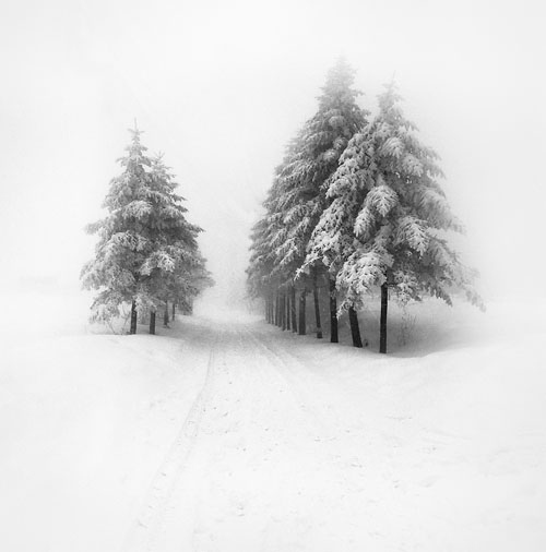 Snow-covered Evergreen Alley Winter Landscape