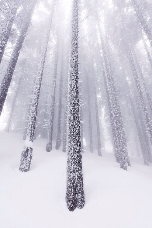 Winter Forest Landscape Photography