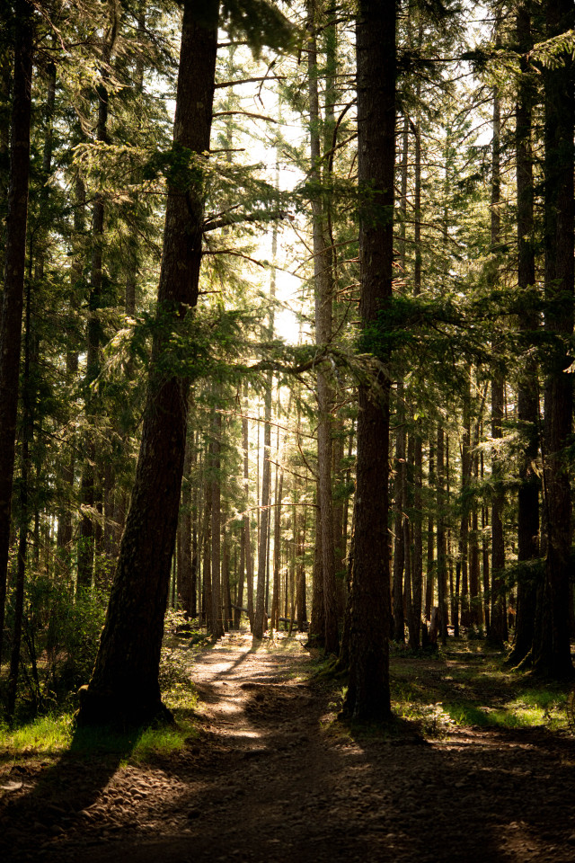 Lush Pine Forest Trail Landscape Photography