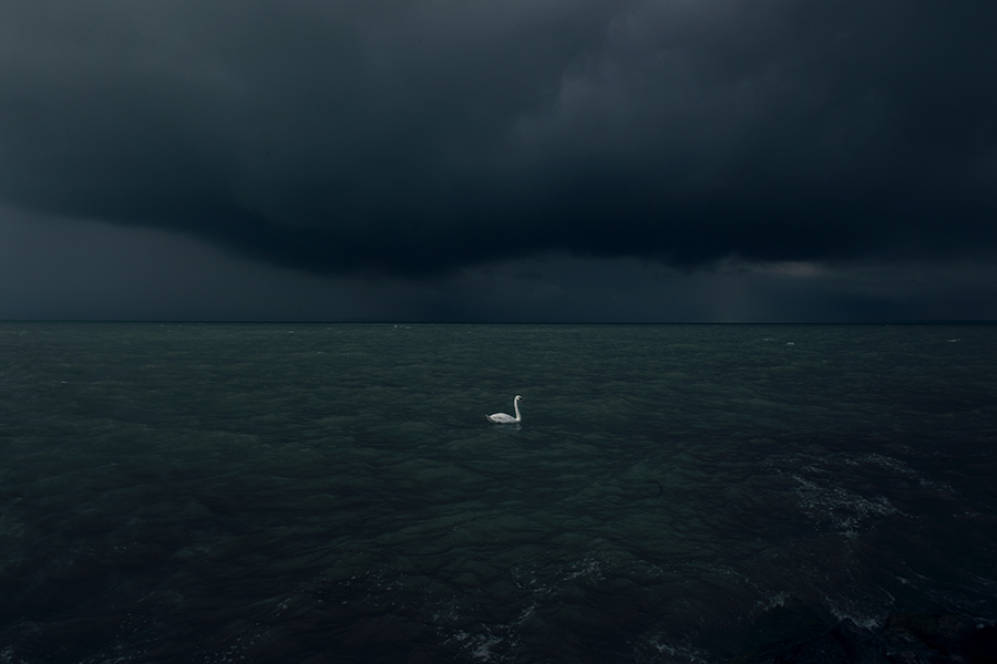 Swan On Moody Lake Landscape Photography