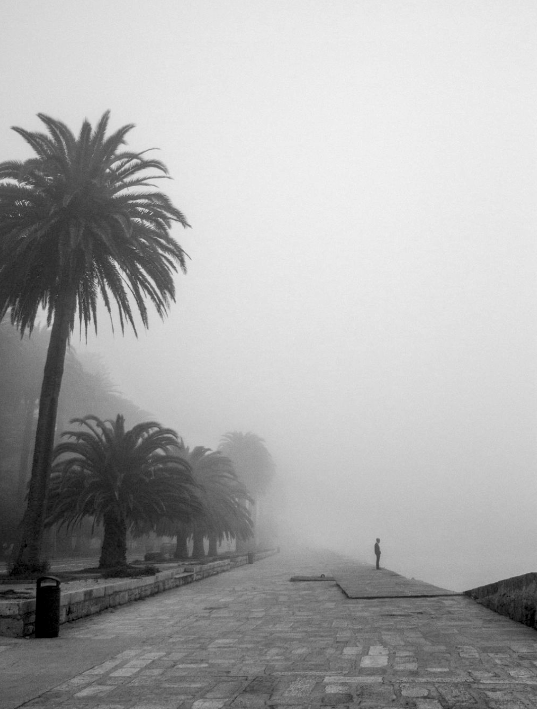 Misty Palm Trees Coastal Landscape