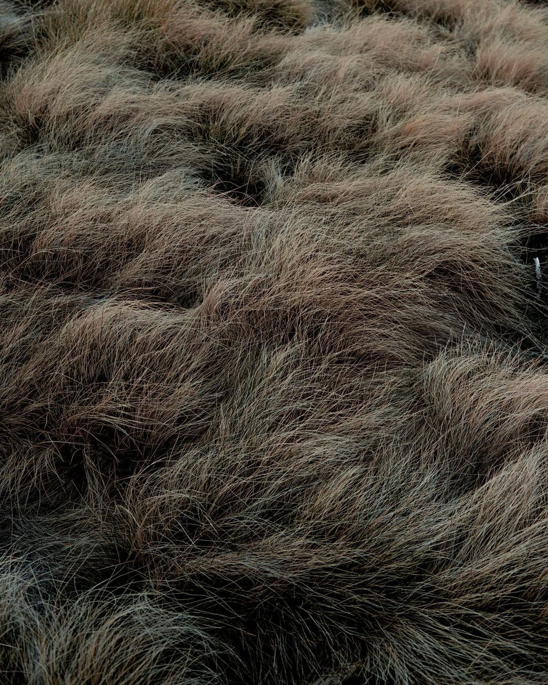 Prairie Grass Landscape Photography
