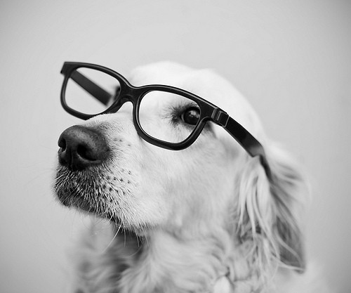 Dog Wearing Glasses Relaxing At Home