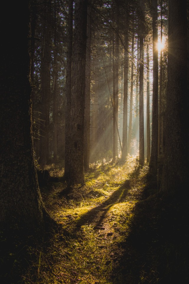 Evergreen Forest Trail Landscape Photography