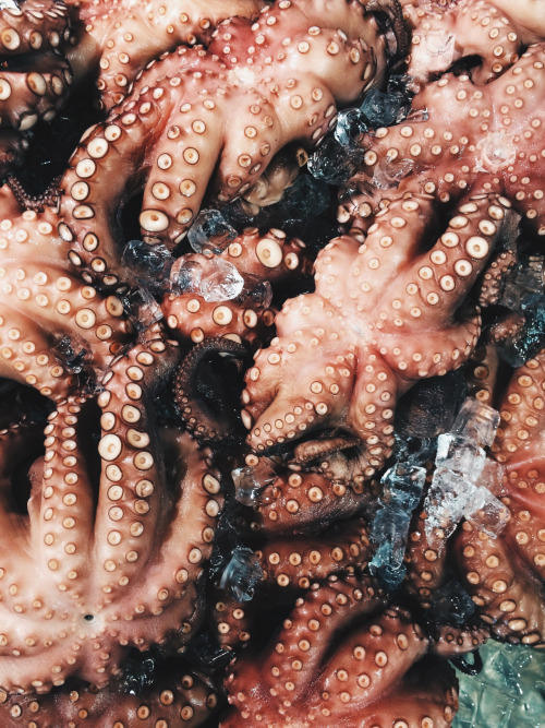 Octopus Underwater Dance Photography