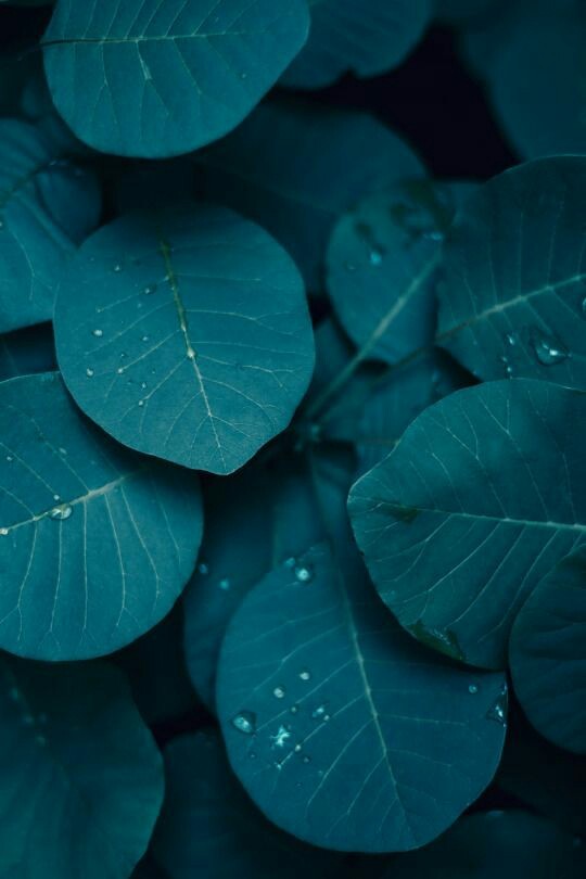 Teal Forest Landscape Woodland Photography