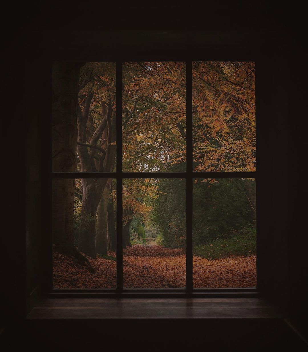 Viewed through a dark window frame, this autumn forest path creates a portal effect between interior and exterior space. The golden and amber foliage forms a natural tunnel through the trees, suggesting a cozy cabin retreat.