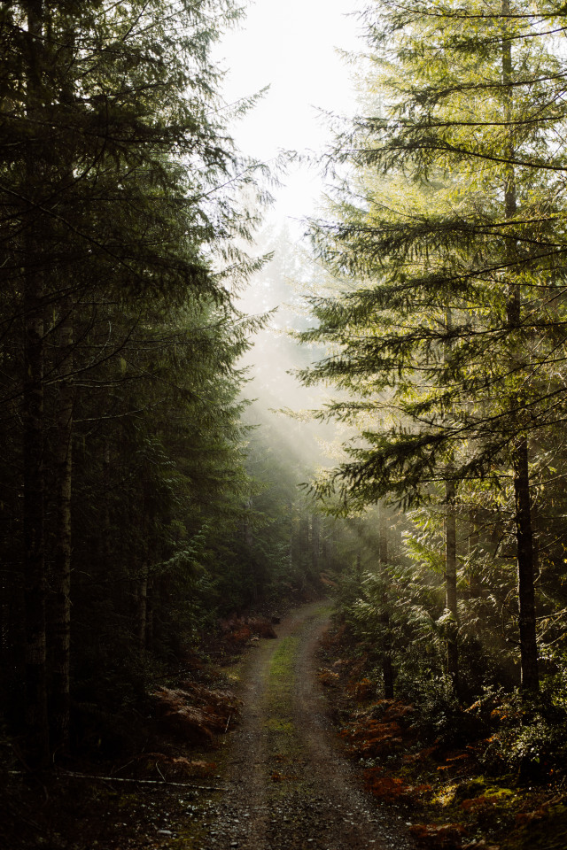Misty Evergreen Forest Landscape Photography