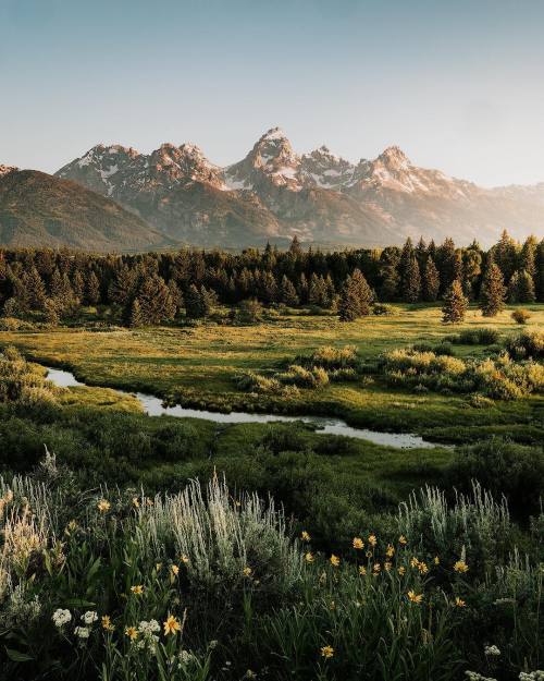 Wildflower Meadows Landscape Grand Teton National Park