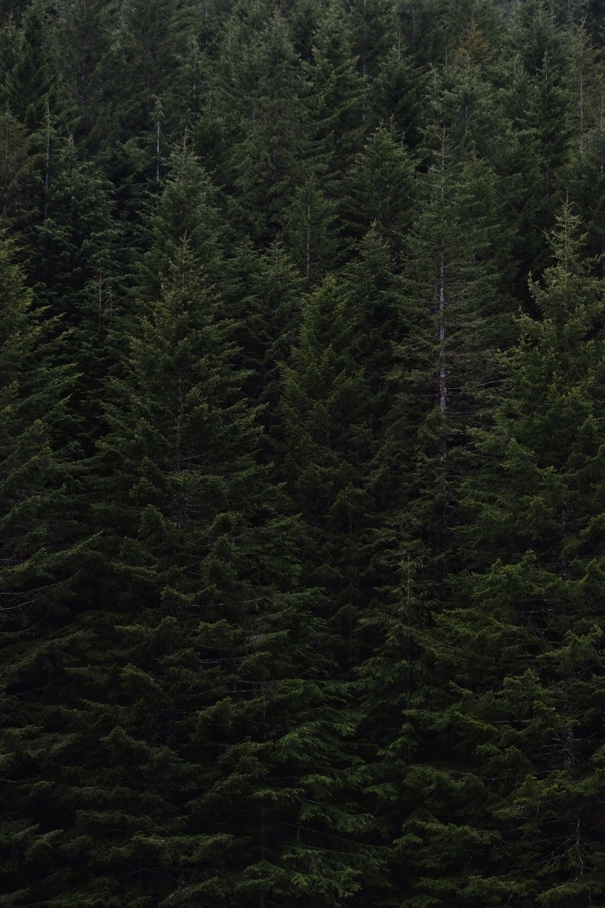 Evergreen Forest Landscape Photography