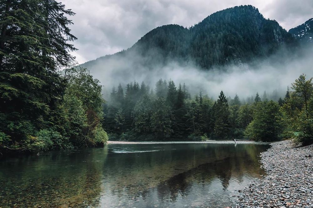 Misty Pine Forest Landscape Mountain Lake
