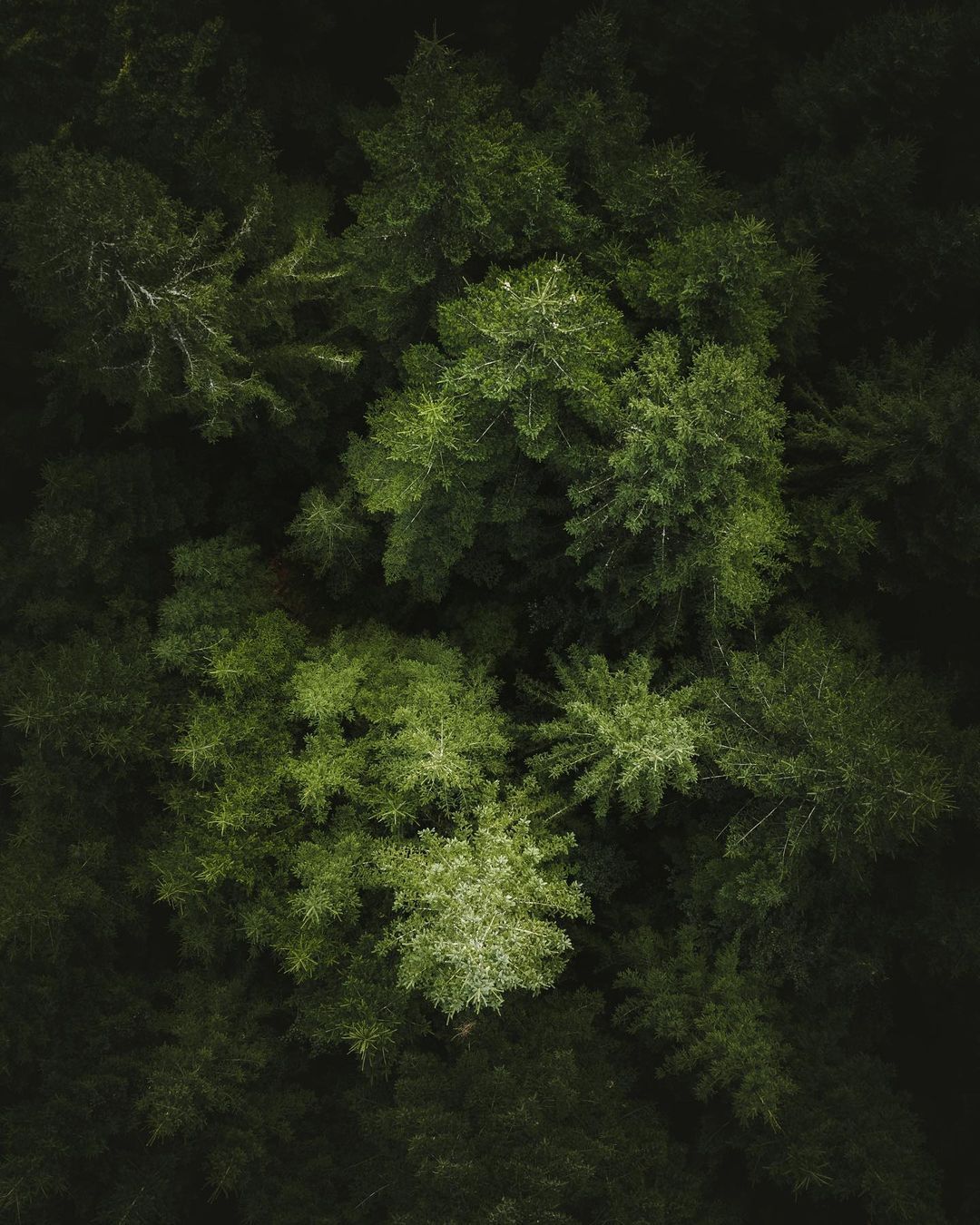 Evergreen Forest Landscape Photography