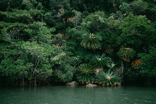Lush Rainforest River Landscape Photography