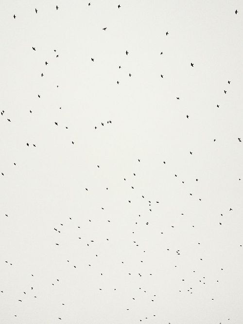Aerial Landscape View Of Birds In Flight