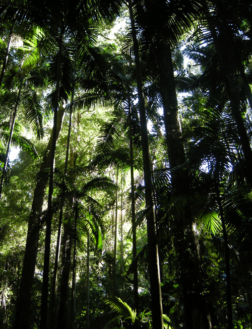 Lush Tropical Palm Grove Landscape