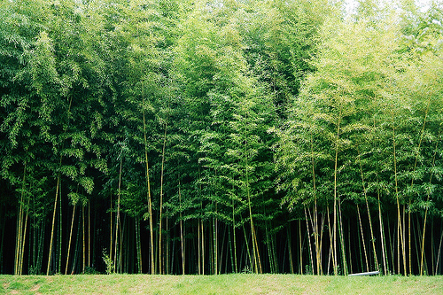 Bamboo Grove Serene Landscape Photography