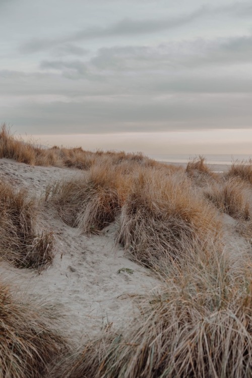Coastal Dunes Landscape Photography