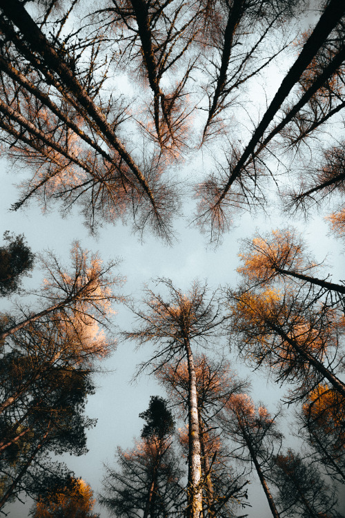 Towering Pine Forest Landscape Photography