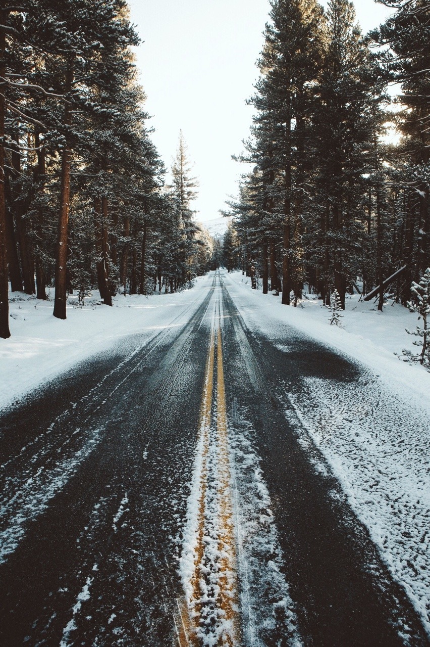 Snowy Pine Forest Landscape Photography