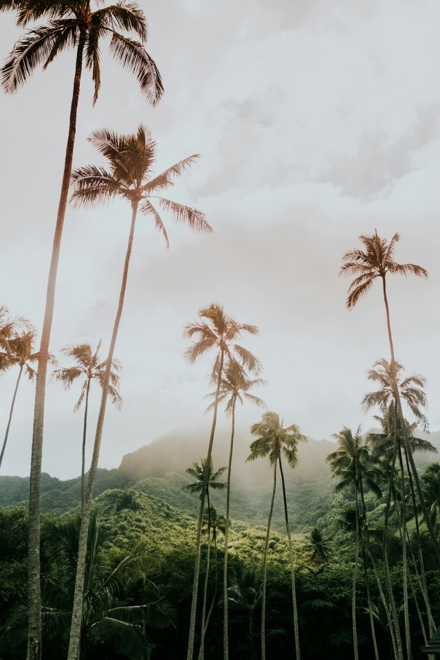 Lush Palm Tree Landscape In Waimanu Valley Hawaii