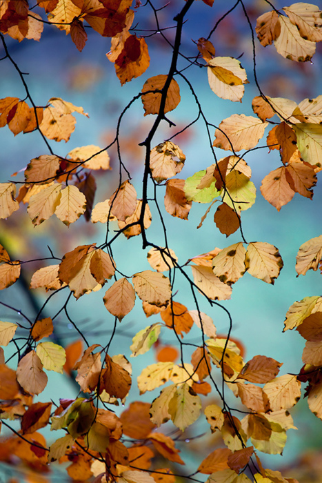 Autumn Foliage Landscape Photography
