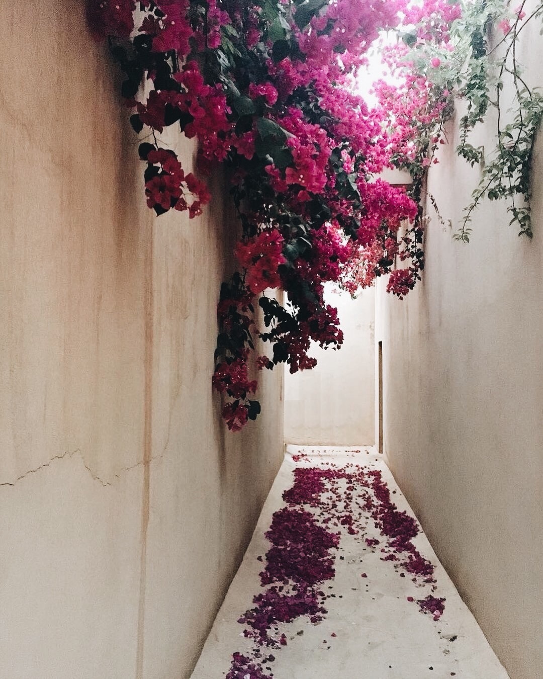 Bougainvillea-covered Courtyard Mediterranean Landscape
