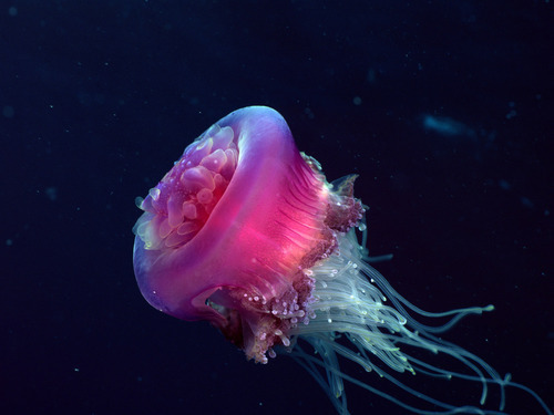 Glowing Jellyfish Ocean Underwater Photography