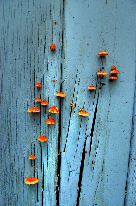 Vibrant Mushroom Clusters On Weathered Planks