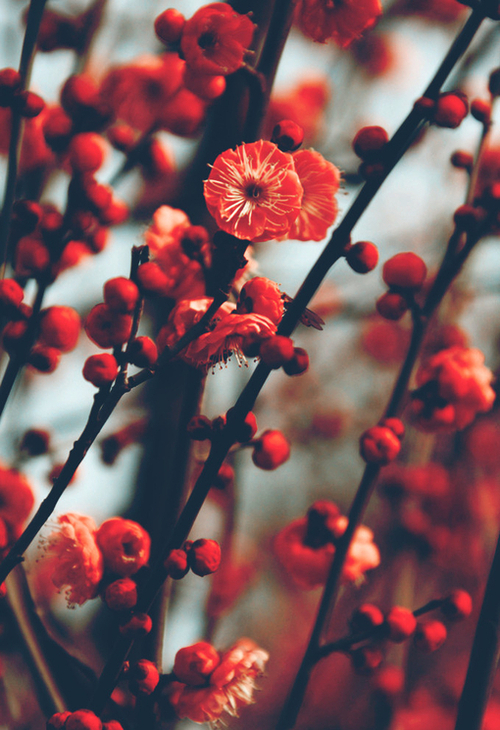 Crimson Floral Landscape Photography