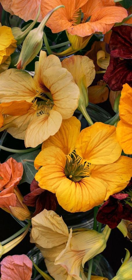 Vibrant Floral Garden Landscape Photography