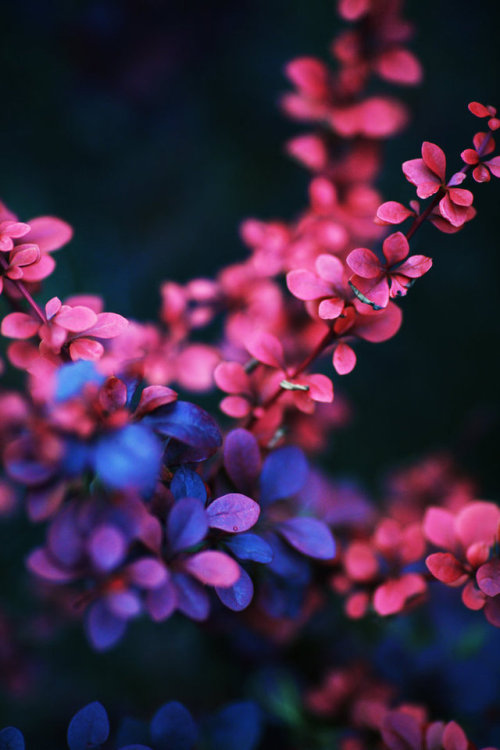 Colorful Spring Flower Garden Landscape