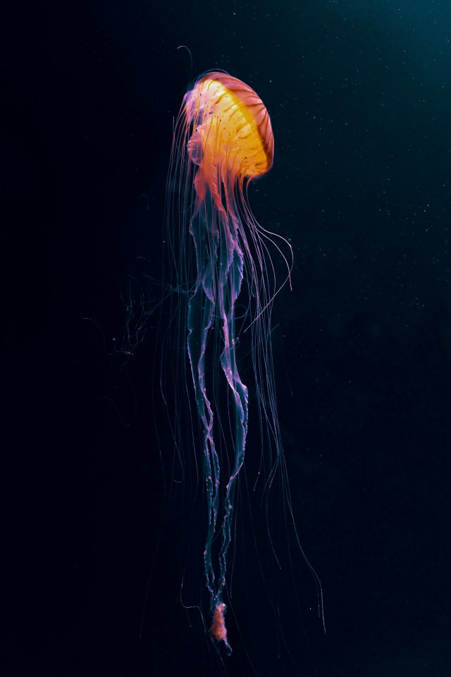 Bioluminescent Jellyfish Underwater Ocean Photography