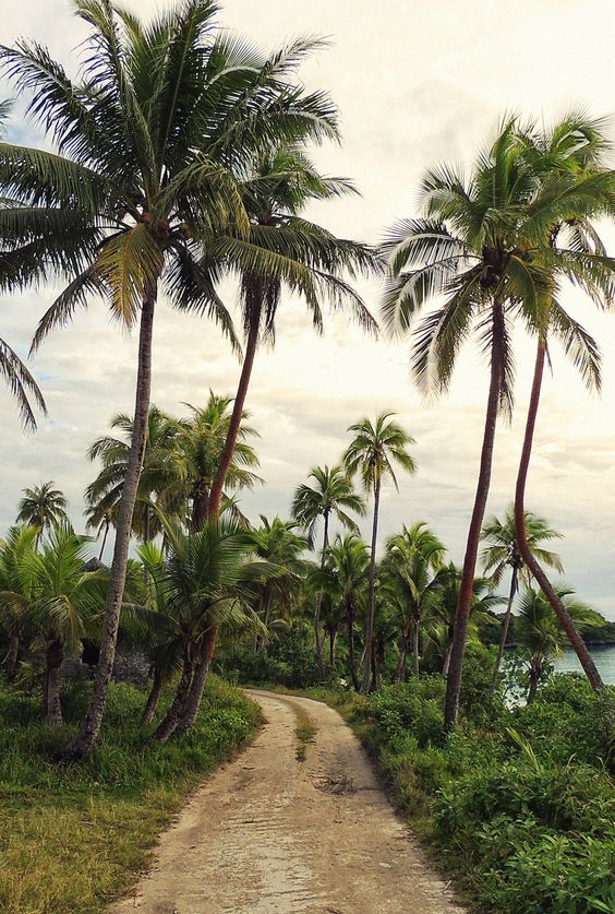 Tropical Coconut Palm Grove Landscape