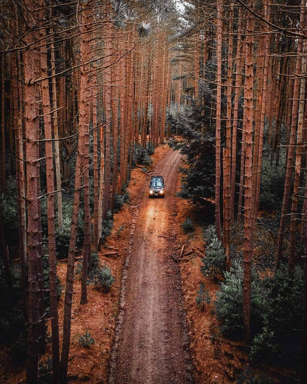 Rustic Pine Forest Landscape Photography