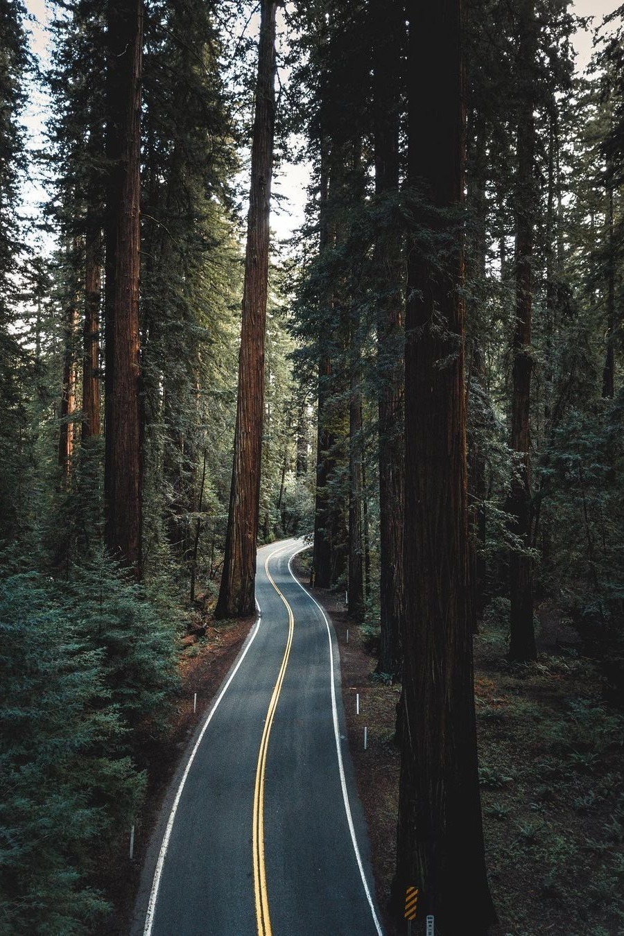 Redwood Forest Road Landscape Shots