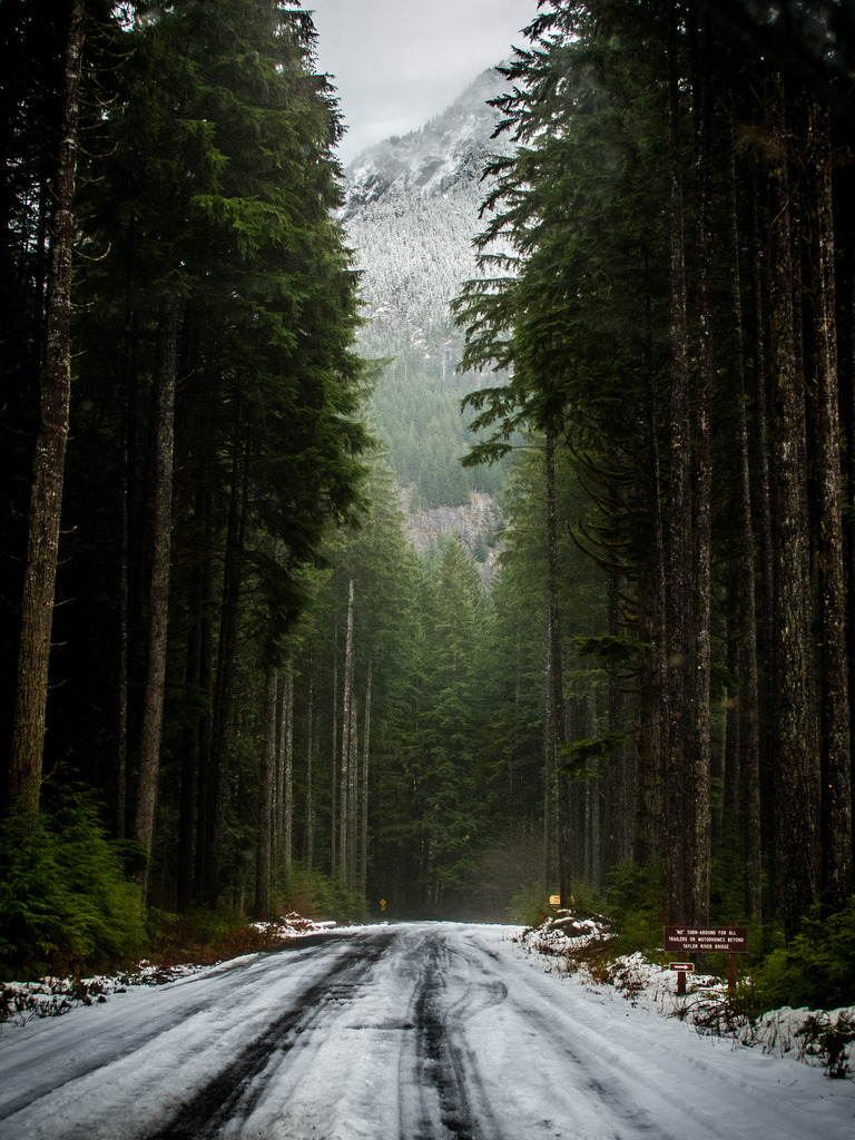 Snowy Evergreen Forest Landscape Winding Road