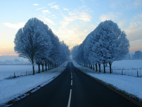 A winter road stretches toward the horizon between symmetrical rows of frost-covered trees, their white branches forming a natural cathedral. The dark asphalt cuts through snow-covered fields under soft blue light.