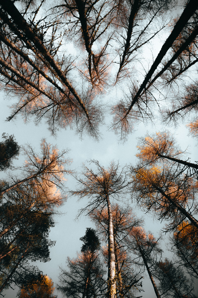 Shot from ground level looking up, this forest canopy creates a natural cathedral of bare branches against an overcast sky. A few golden leaves still cling to the skeletal limbs, marking autumn's final stage.