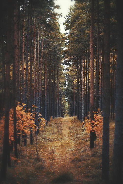 Autumn Pine Forest Landscape Imagery