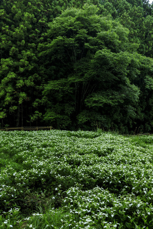Lush Moss Pathway Woodland Landscape