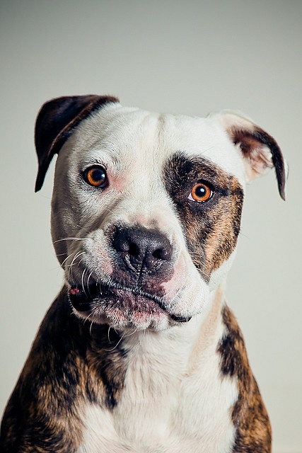 Rescue Dog Portrait Shelter