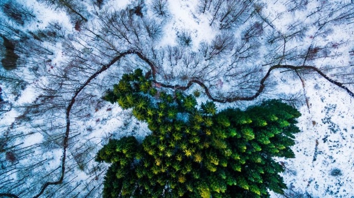 Winter Forest Landscape Photography