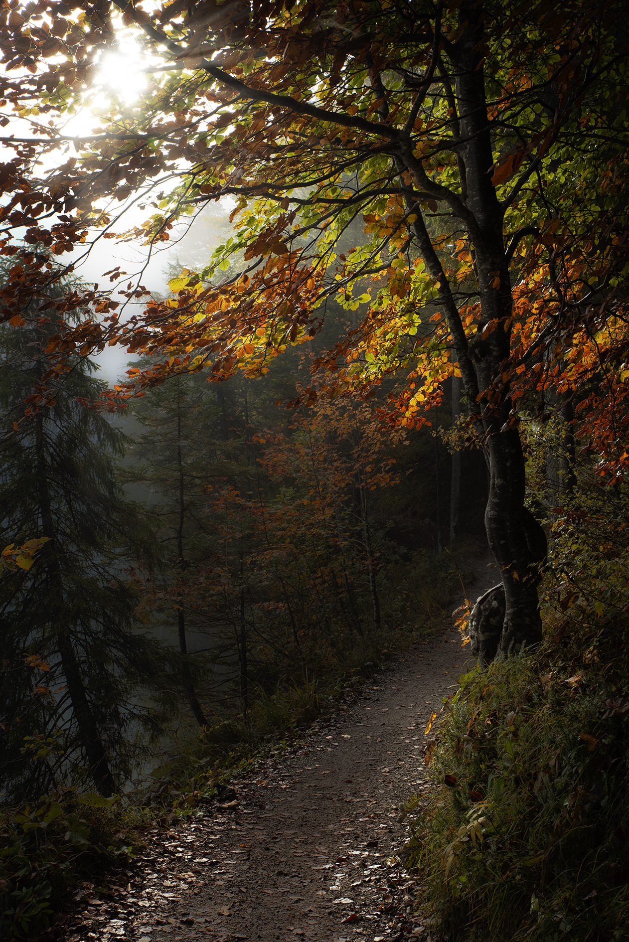 A dirt forest path curves through dense woodland where golden sunlight filters through autumn foliage onto the weathered trail. Moss-covered rocks and trees in seasonal transition from green to amber frame the intimate passage.