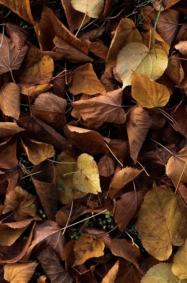 Autumn Leaves Nature Foliage Forest Floor