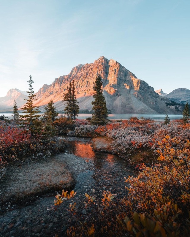An alpine mountain catches warm golden hour light behind a pristine lake, while autumn tundra vegetation in brilliant orange and russet frames a winding stream in the foreground. Dark evergreen spruces provide vertical contrast to the horizontal landscape.