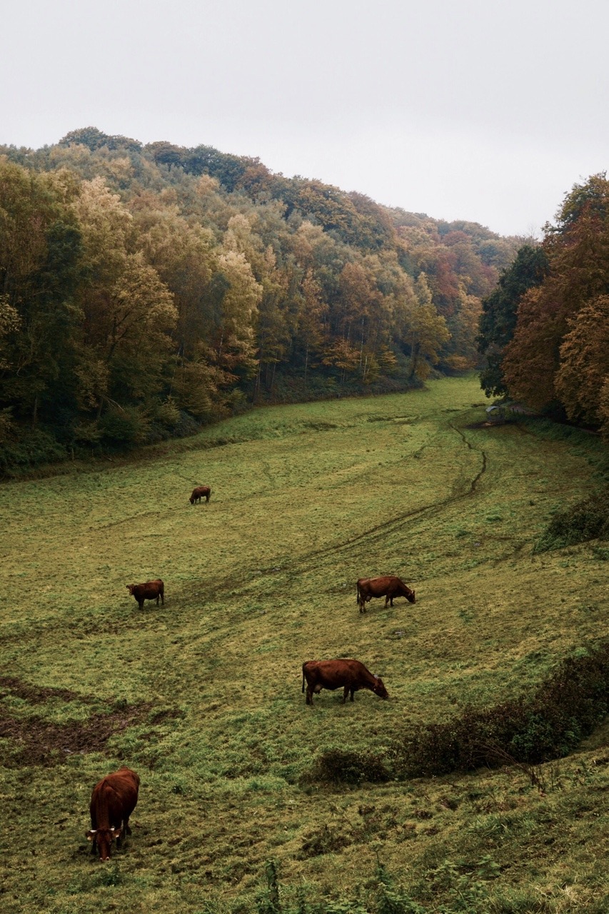 Cattle Grazing In Smoky Mountain Foothills Landscape