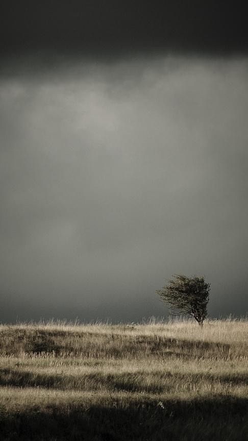 Bare Tree Lonely Field Stormy Sky